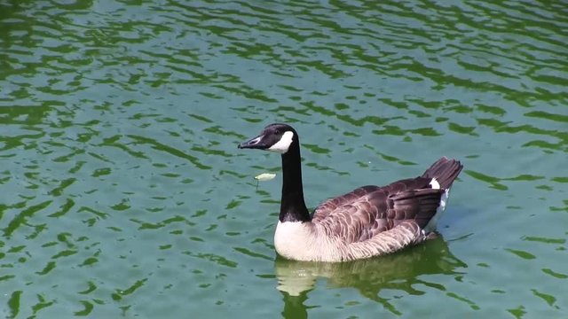 Goose Swimming in the Lake with Green Water