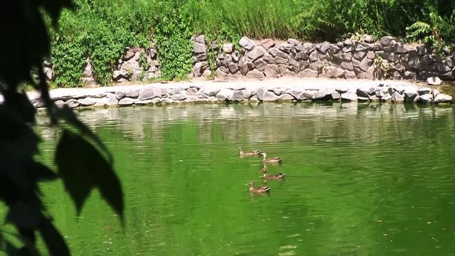 Mallard Ducks Swimming in the Lake with Green Water