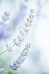 selective focus lavender image