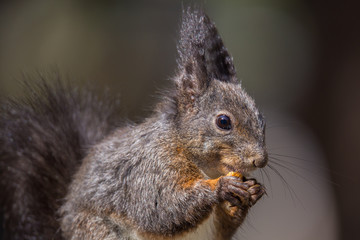 Naklejka na ściany i meble squirrel portrait eating nuts