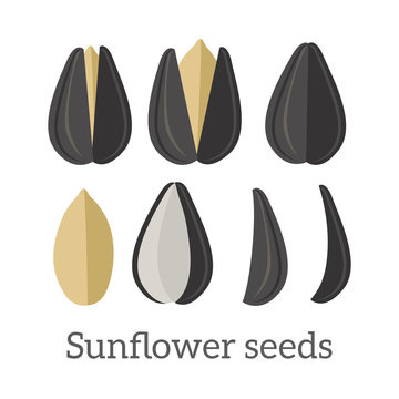 Sunflower Seeds Vector Illustration in Flat Design