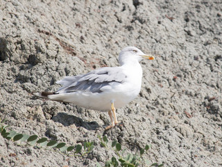 Seagull standing on a rocky surface
