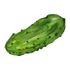 Watercolor hand drawn cucumber