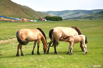 Obraz premium Many horses in Gorkhi-Terelj National Park at Ulaanbaatar , Mongolia