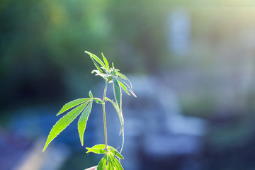 Marijuana Plant Budding Outdoors at Sunset