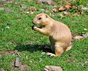 Animal - whiz in the grass