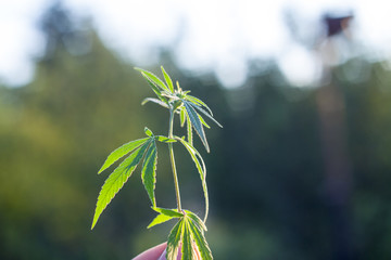 Marijuana Plant Budding Outdoors at Sunset