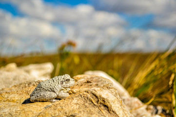 detail of a white sapo on a stone with eyes closed