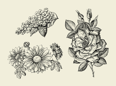 Flower. Hand drawn sketch dogrose, rosehip, wild rose, bird cherry, chrysanthemum. Vector illustration