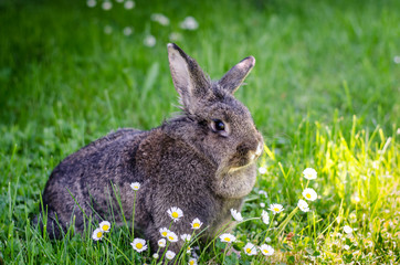 gray rabbit animal