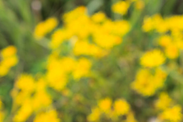 Obraz premium Yellow blurred background