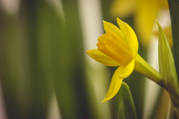 yellow daffodil detail