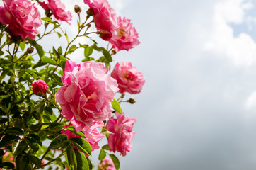 blosssoming pink rose flowers and blue sky