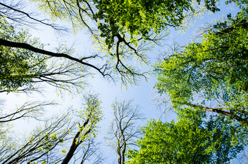 view to the tree-tops