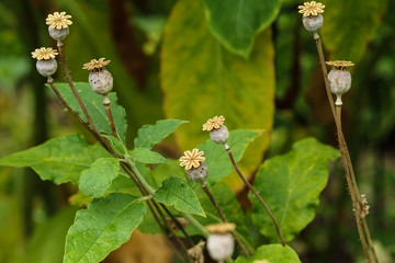 Obraz premium Dried poppy heads among leaves
