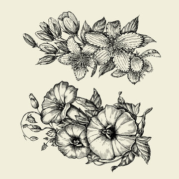 Flower. Hand drawn sketch bindweed, tutsan, hypericum. Vector illustration