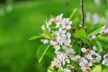  blossoming tree