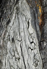 detail of an old weathered tree trunk