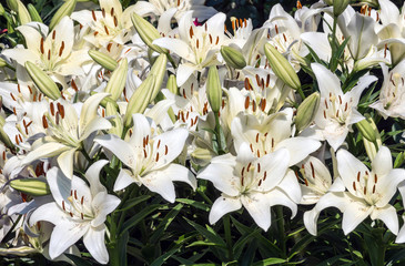 Obraz premium A flower bed of bright white lilies in the sunlight.