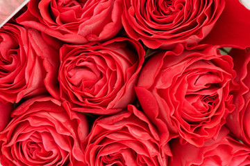 al large beautiful rose texture.Close. Floral present