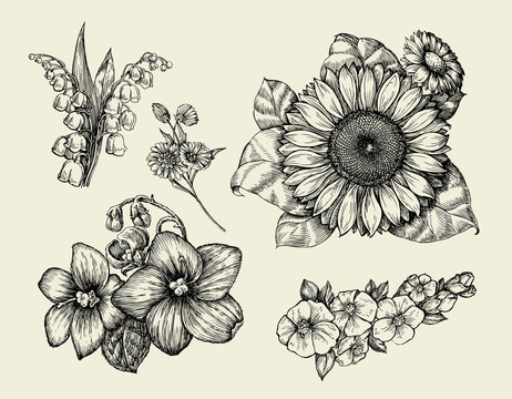 Flowers. Hand Drawn Sketch Flower, Sunflower, White Lily, Violet. Vector Illustration