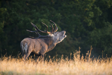 Red deer in the morning light