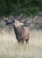 Red deer