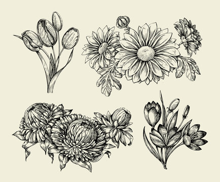 Flowers. Hand drawn sketch flower, tulip, astra, aster, crocus, chrysanthemum. Vector illustration