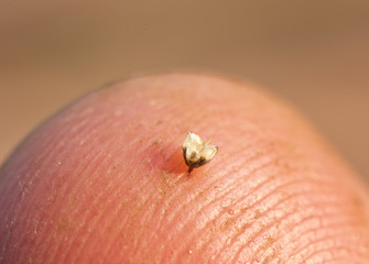 Bee Sting – a weapon of defense and attack.