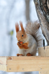 Red squirrel gnaws nuts