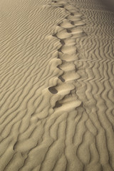 Fototapeta na wymiar Sand dunes. Footprints in the sand. Gobi Desert, Mongolia.