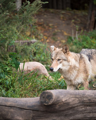 Lone wolf runs through the woods on a background of dry logs