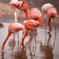 Group of red flamingo searches for food in the water
