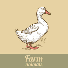 Farm bird duck.