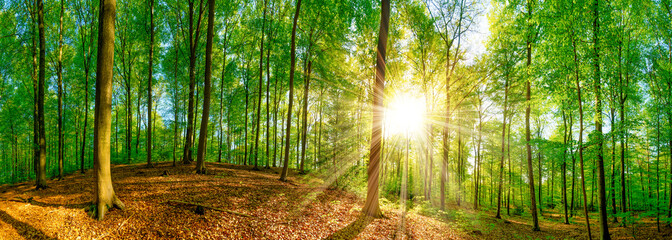 Fototapeta na wymiar Wald mit Sonne