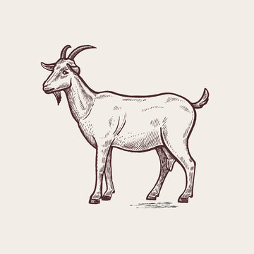 Goat drawing Black and White Stock Photos  Images  Alamy