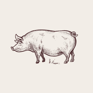 Illustration farm animals - pig