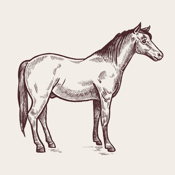Illustration farm animals - horse