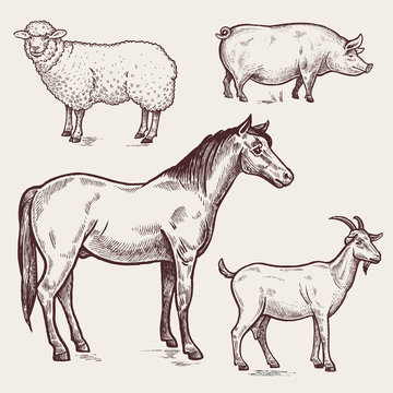 Set poultry - horse, sheep, pig, goat. Farm animals