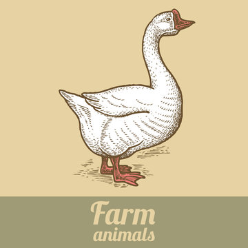 Farm bird goose.