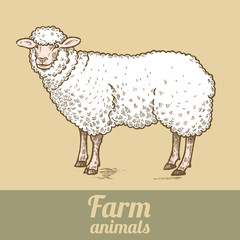 Sheep farm animal.