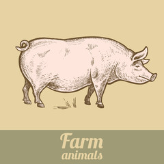Pig farm animal.