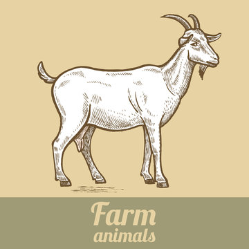 Goat farm animal.