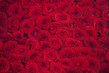 red roses background