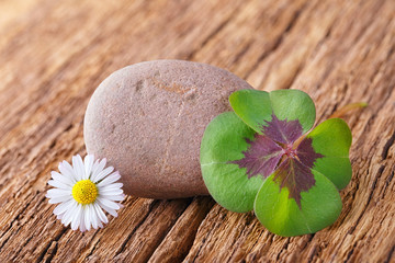 Glücksklee, Stein und Gänseblümchen