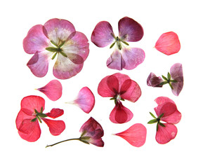 Pressed multicolour geranium set perspective. Dry delicate  isolated flowers 