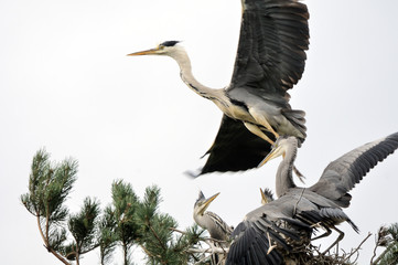 Grey Heron flying over the nest with chicks