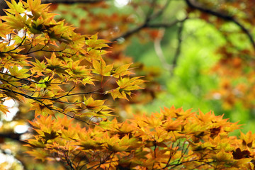 Obraz premium Yellow leaves of Japanese maple tree (Acer palmatum). 