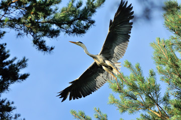Flying Grey Heron among pine trees