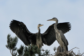 Flapping wings Grey Heron chickat the nest